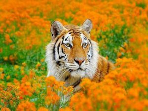 Royal Bengal Tiger-Only in India