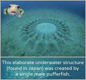 The Surprising Habits of a Deadly Fish