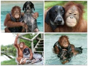 Inseparable souls