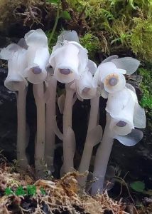 Indian Pipe