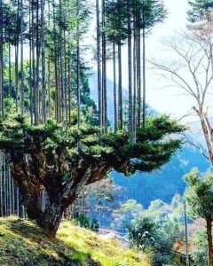 ‘Daisugi’