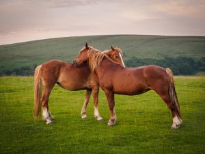 *Two Horses*