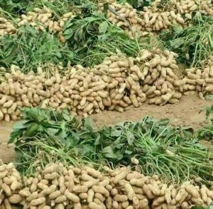சூழ்ச்சியரியா மக்களும் நிலக்கடலையும்..!!