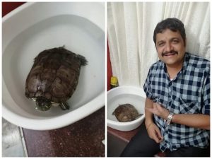 “Honu’ ( a turtle )