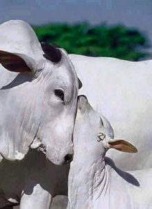கர்ணனை விட வலிமையானது கர்மவினை