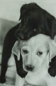 Puppy Size