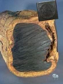 கருங்காலி மரத்தின் சிறப்பு