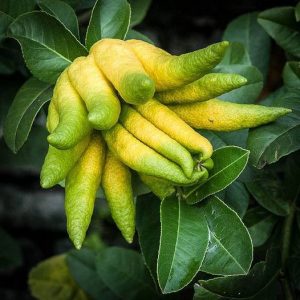 Buddha’s Hand