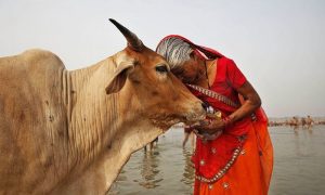 பசுவுக்கு அகத்திக் கீரை