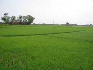 இலைகளுக்கு வெவ்வேறு பெயர்கள் உண்டு.