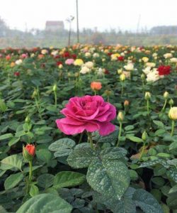 Stop and smell the roses….